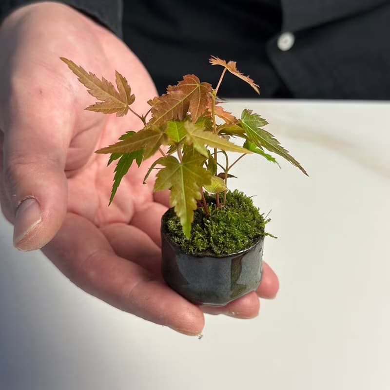 苔蘚拇指盆 / 豆盆 / 微景觀 / 療癒 / 空氣過濾