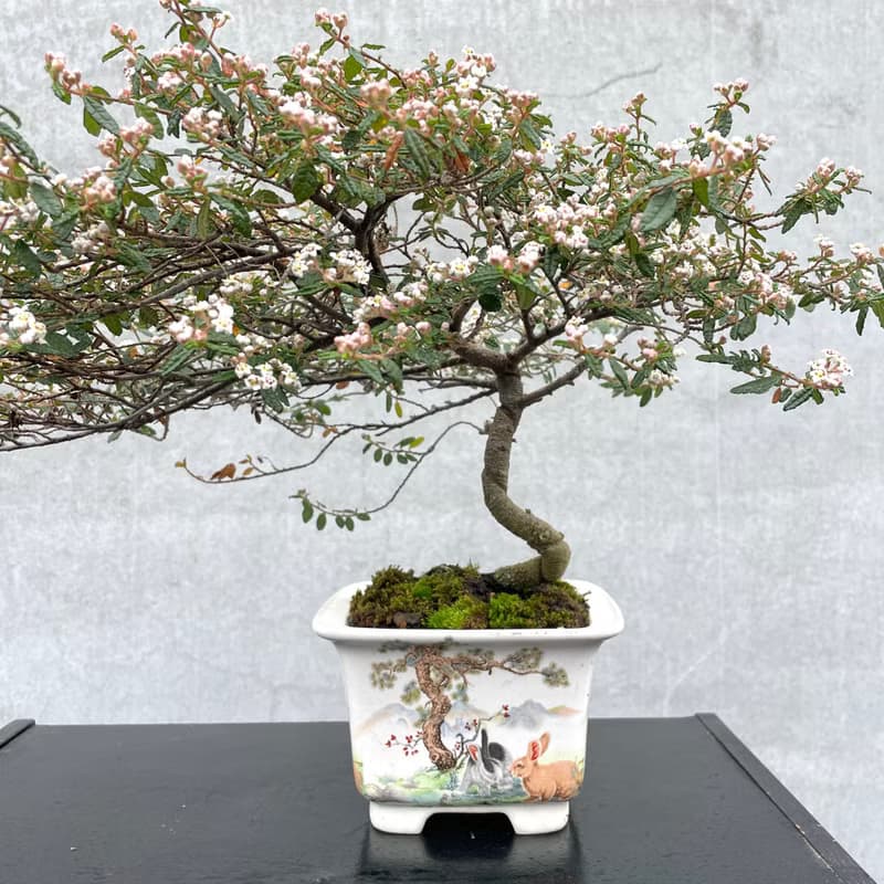 小品盆栽-日本天皇梅 盆景 送禮 稀有
