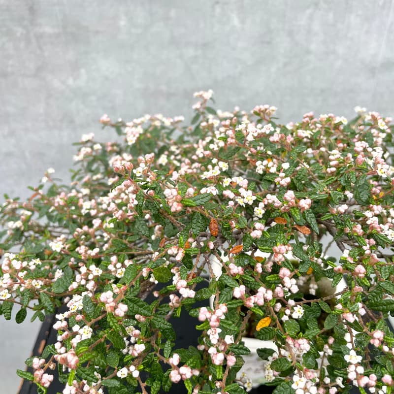小品盆栽-日本天皇梅 盆景 送禮 稀有