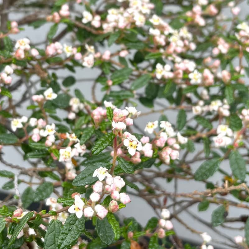 小品盆栽-日本天皇梅 盆景 送禮 稀有
