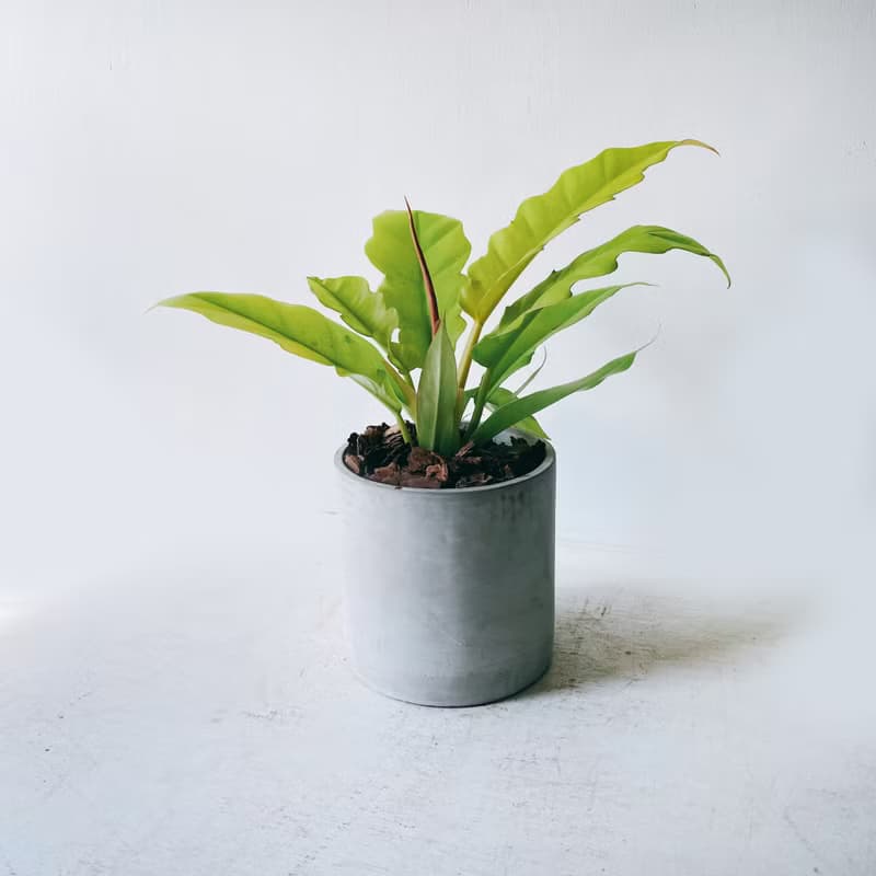 盆空間・火之戒蔓綠絨 室內觀賞植物綠化盆栽植栽 水泥盆 5吋盆