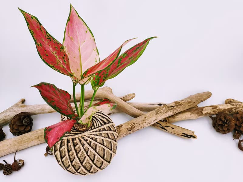 極紅亞曼尼粗肋草苔球│室內植物│窗邊植物│觀葉植物