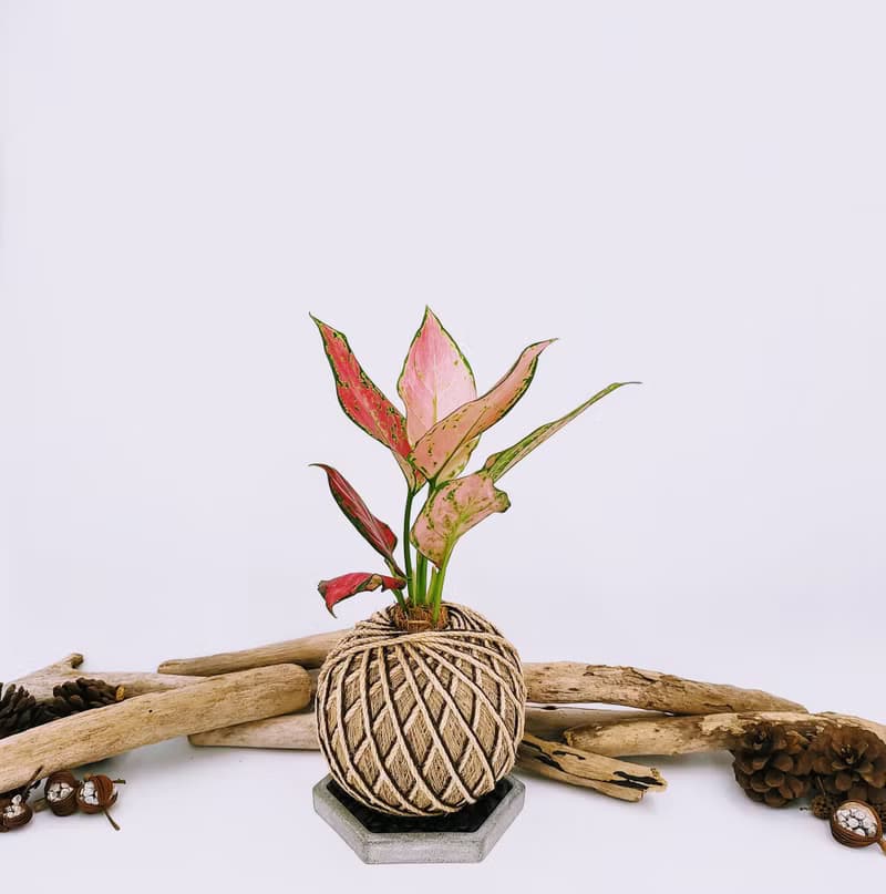 極紅亞曼尼粗肋草苔球│室內植物│窗邊植物│觀葉植物
