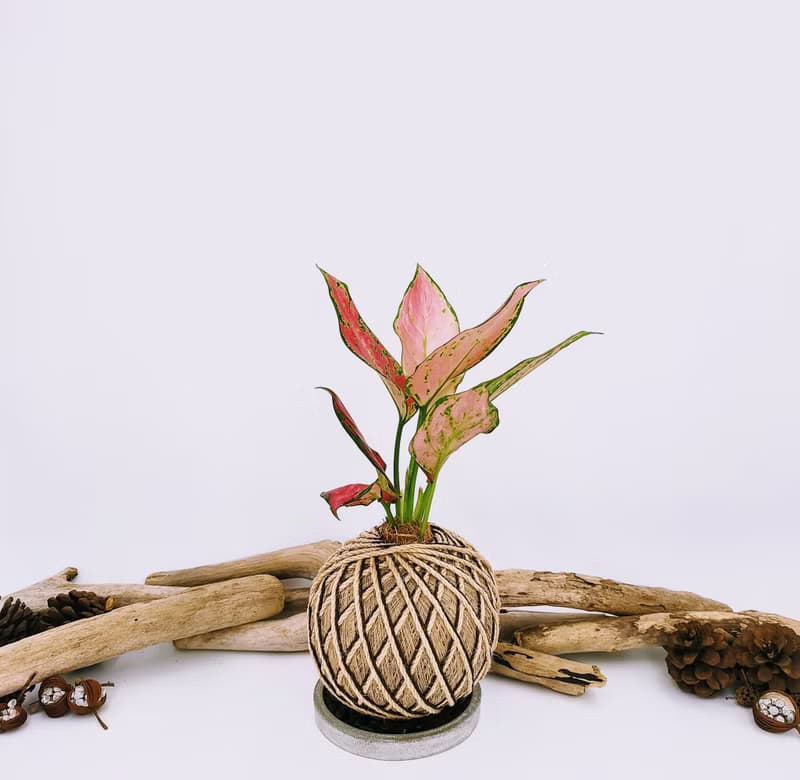 極紅亞曼尼粗肋草苔球│室內植物│窗邊植物│觀葉植物