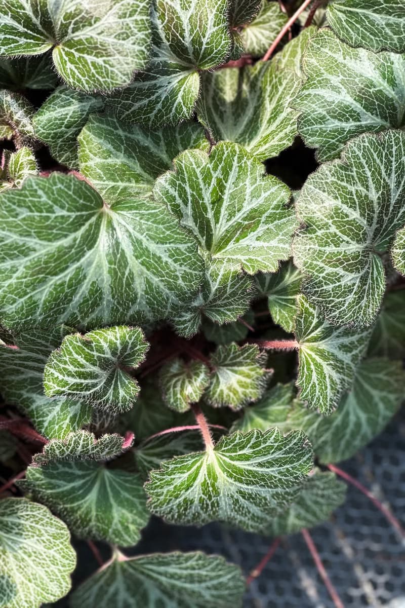 |限量| 虎耳草