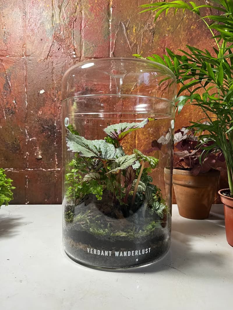 【生態缸－綠穹蒼】微景觀 室內植栽 禮物 辦公室擺設