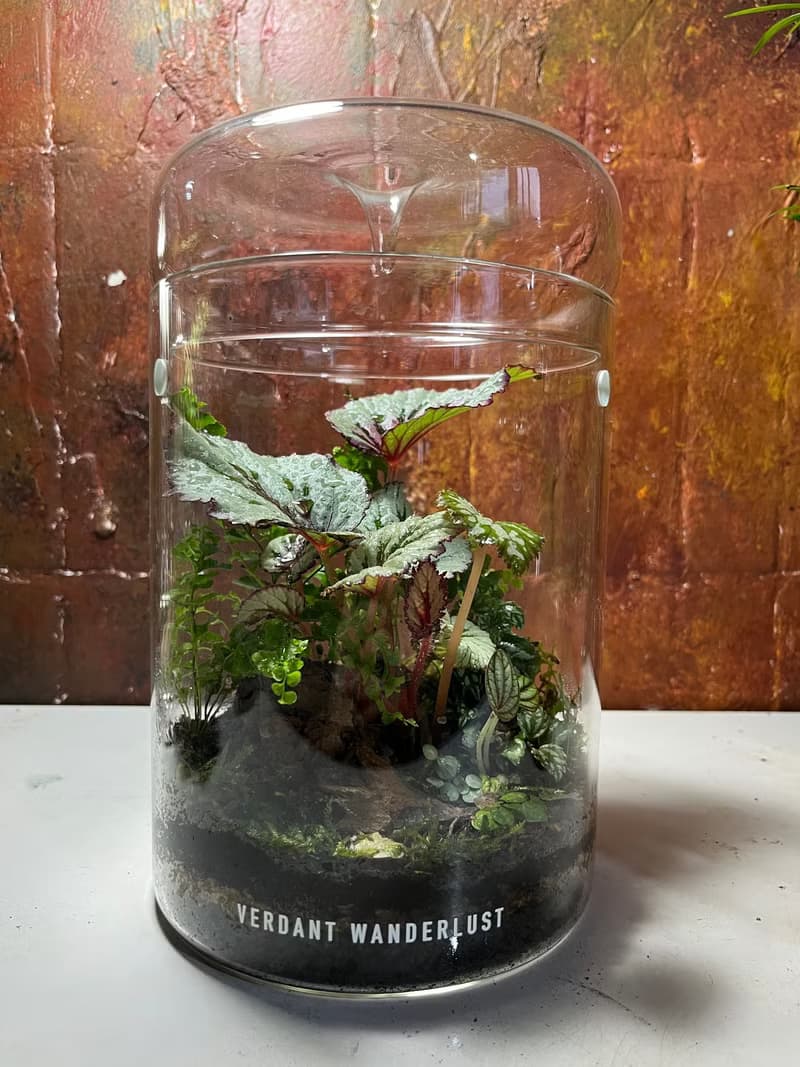 【生態缸－綠穹蒼】微景觀 室內植栽 禮物 辦公室擺設