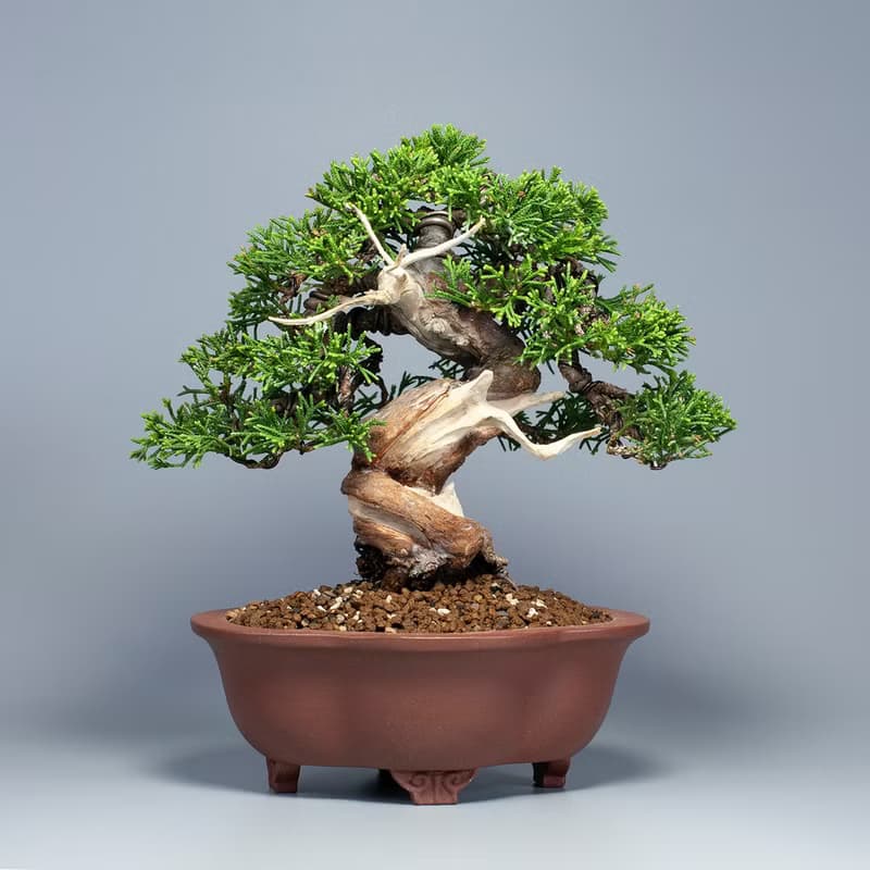 【日本植物】系魚川真柏 精品盆栽 送禮推薦