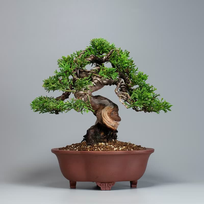 【日本植物】系魚川真柏 精品盆栽 送禮推薦