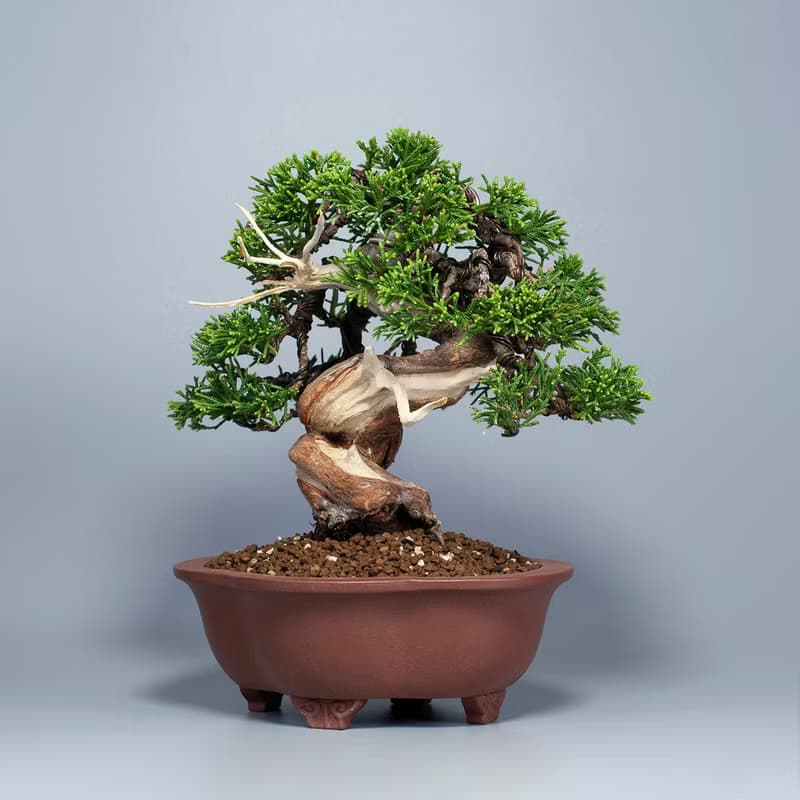 【日本植物】系魚川真柏 精品盆栽 送禮推薦