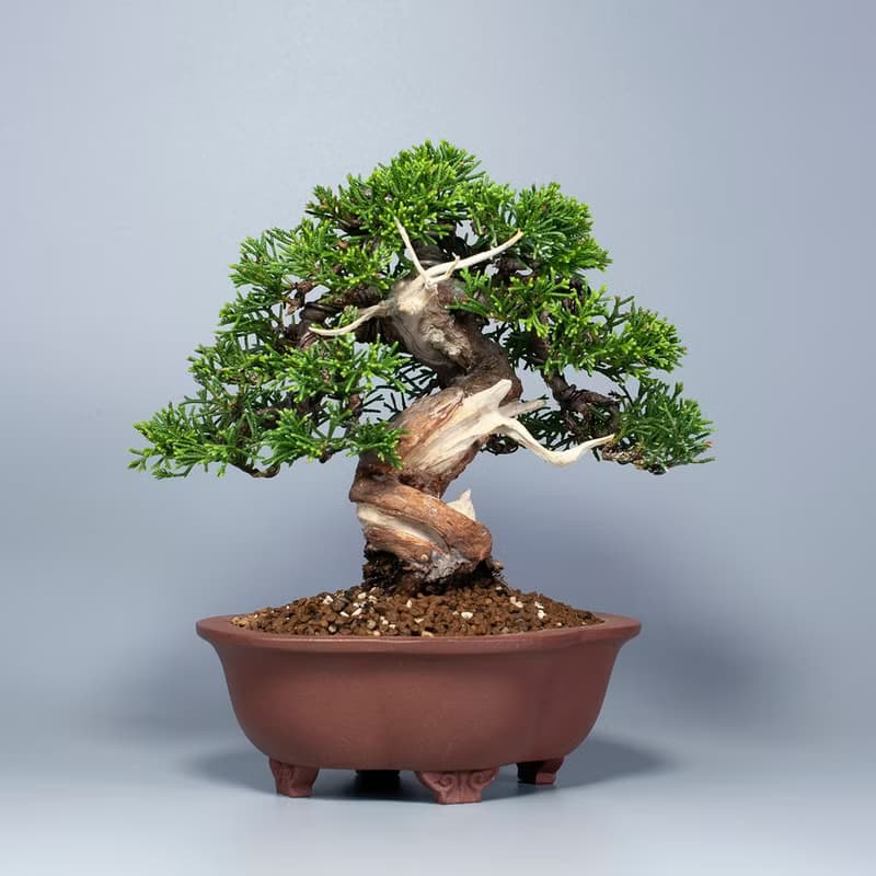 【日本植物】系魚川真柏 精品盆栽 送禮推薦