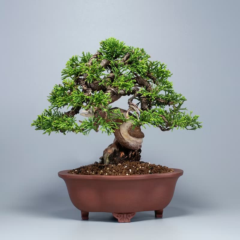 【日本植物】系魚川真柏 精品盆栽 送禮推薦