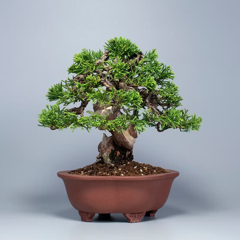 【日本植物】系魚川真柏 精品盆栽 送禮推薦