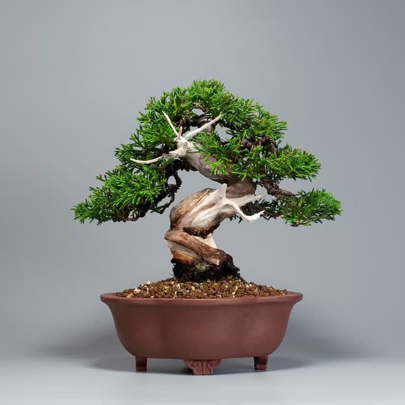 【日本植物】系魚川真柏 精品盆栽 送禮推薦