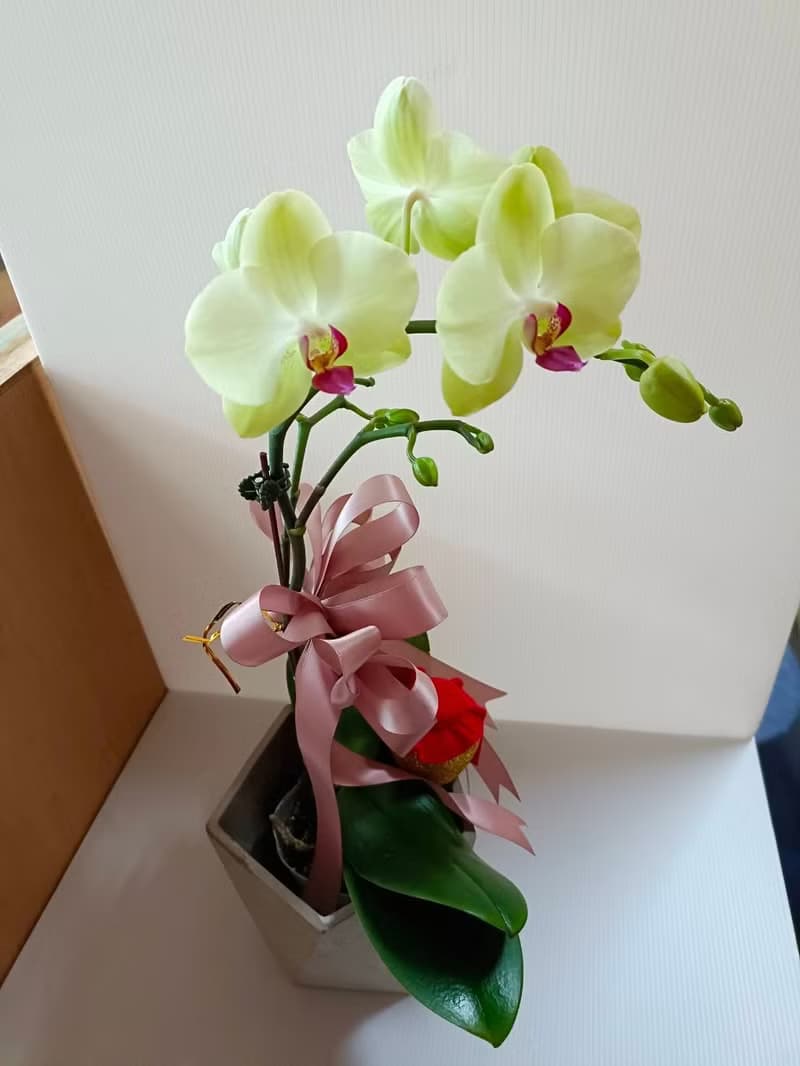 哇沙米蝴蝶蘭 質感送禮開幕新居風水擺設