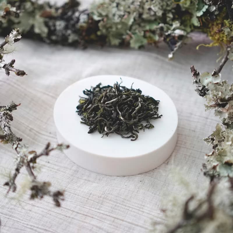 【琅茶】豆香碧綠 / 苗青罐 / 清嫩爽口