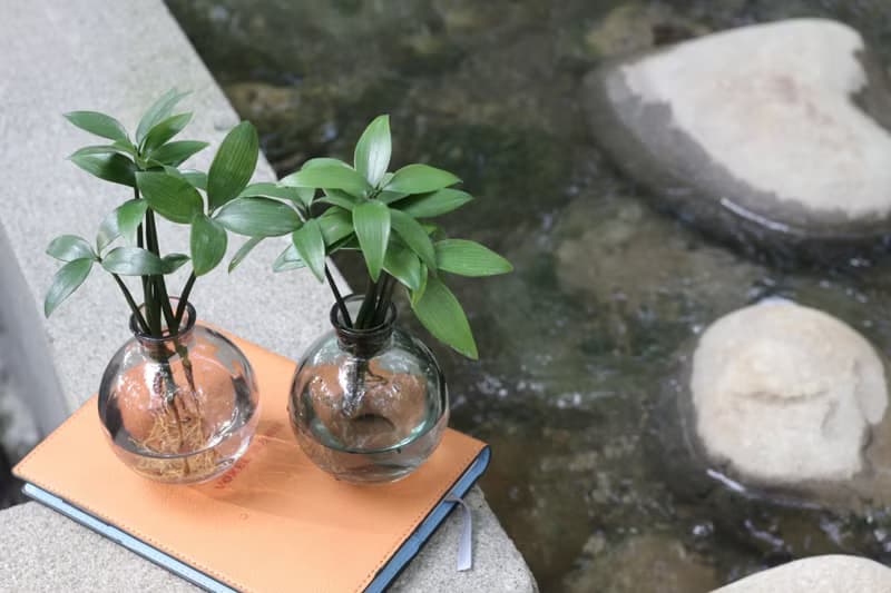 水培植栽│竹柏_平安語植物 室內植物 辦公室盆栽 店內布置 送禮