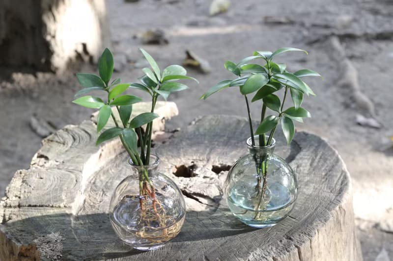 水培植栽│竹柏_平安語植物 室內植物 辦公室盆栽 店內布置 送禮