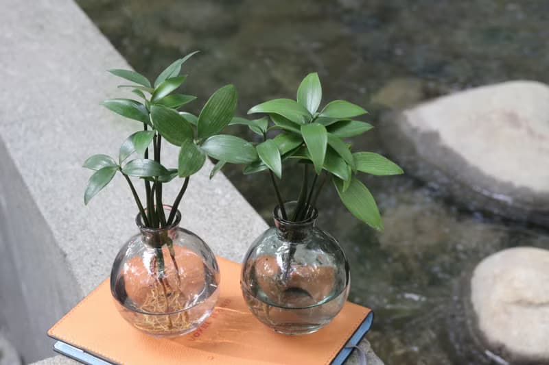 水培植栽│竹柏_平安語植物 室內植物 辦公室盆栽 店內布置 送禮