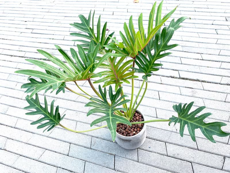 大盆奧利多 l 植栽 盆栽 室內植物 辦公室盆栽 居家生活 水泥盆栽