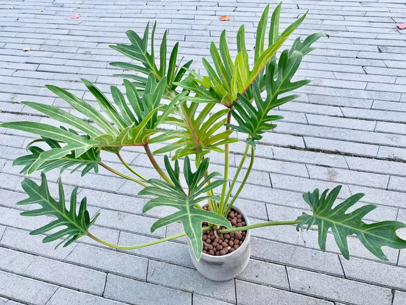 大盆奧利多 l 植栽 盆栽 室內植物 辦公室盆栽 居家生活 水泥盆栽