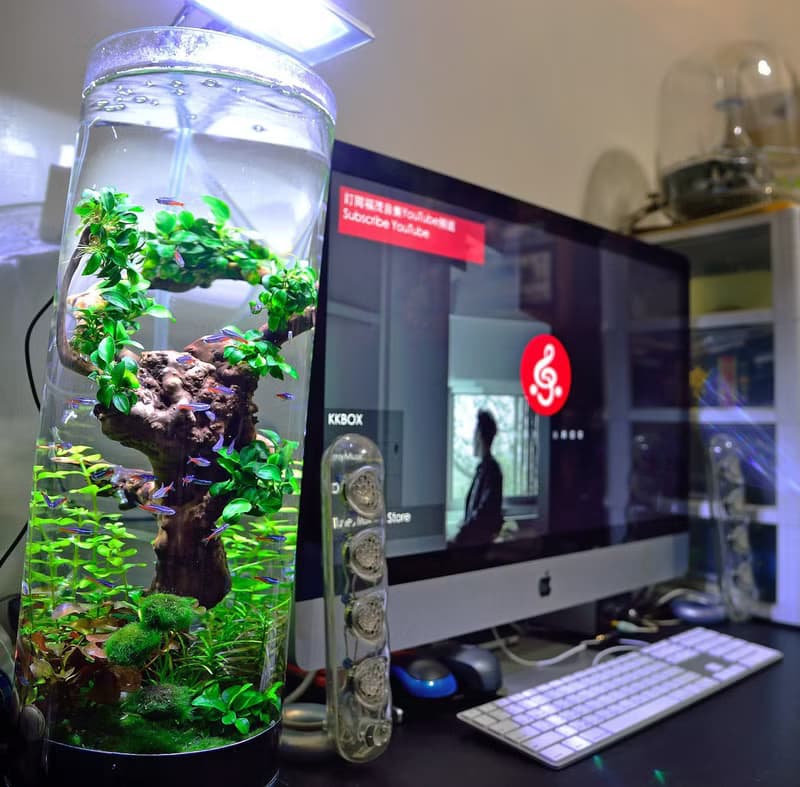 【免運】積木印象活水草生態紓壓魚缸【莫斯沉木高雅流木】