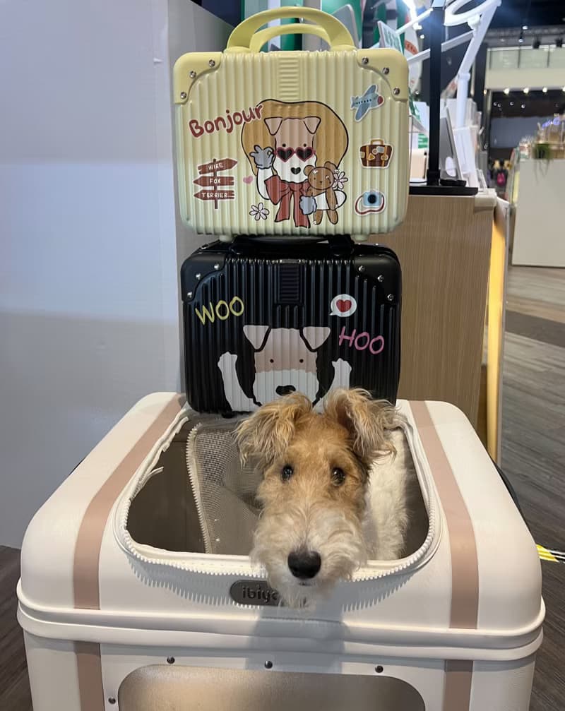 Wirefoxterrier 剛毛獵狐梗收納箱~歡呼款(黑色)