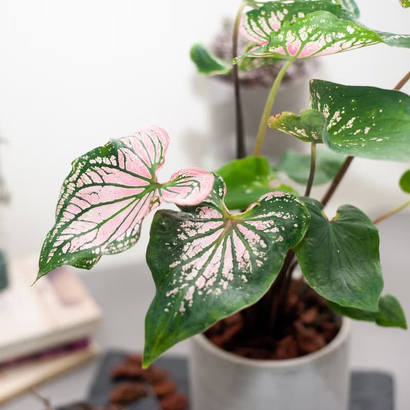 Thai Beauty | 粉紅彩葉芋 | 中型盆栽 | 網美植栽 | 含水泥花盆