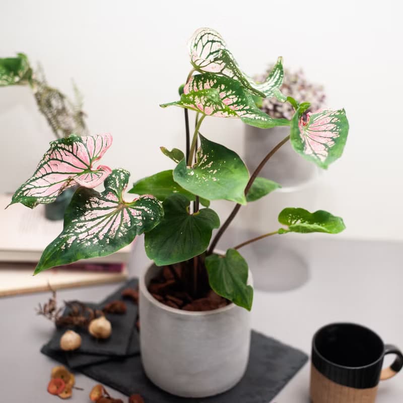 Thai Beauty | 粉紅彩葉芋 | 中型盆栽 | 網美植栽 | 含水泥花盆