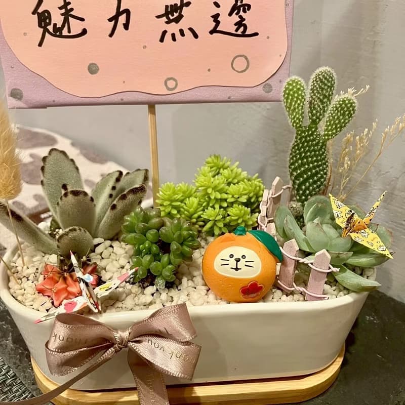 大吉大利 橘子貓 台中 多肉組盆 多肉植物 日本decole 開幕慶祝