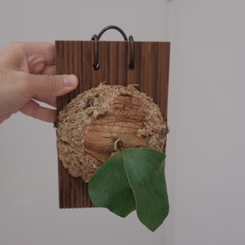 象耳鹿角蕨/鹿角蕨