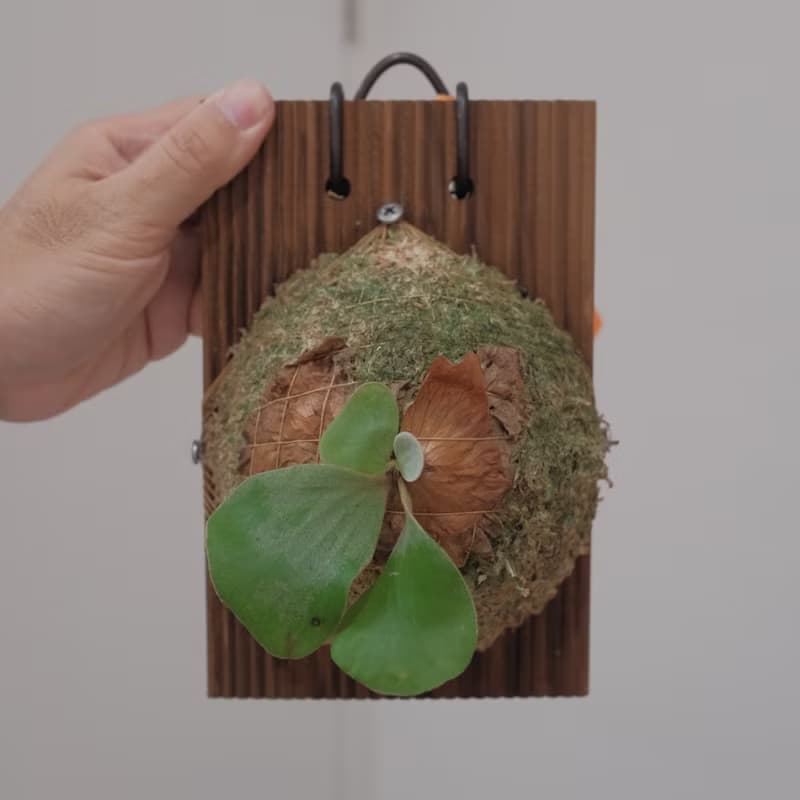 象耳鹿角蕨/鹿角蕨