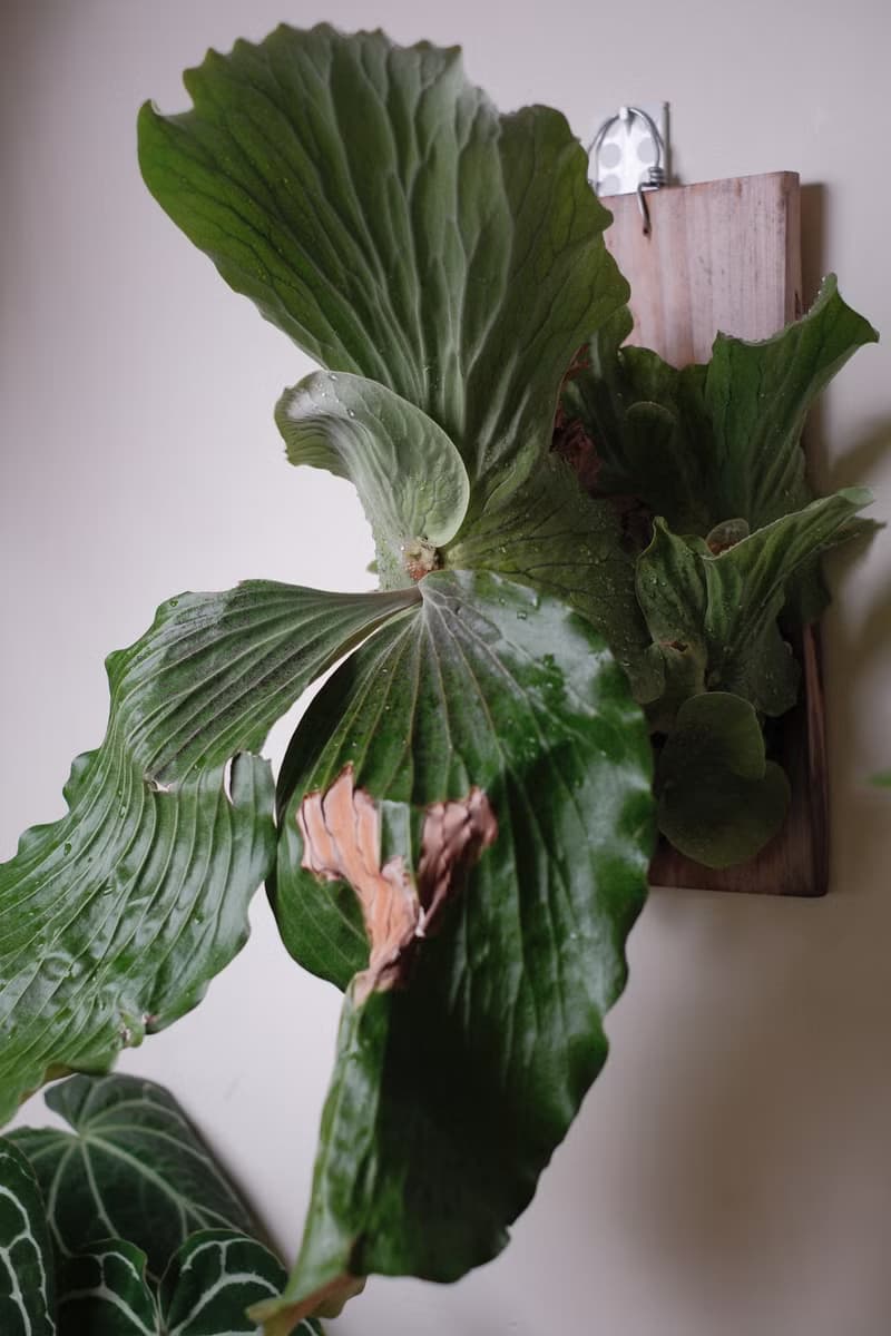 象耳鹿角蕨/鹿角蕨