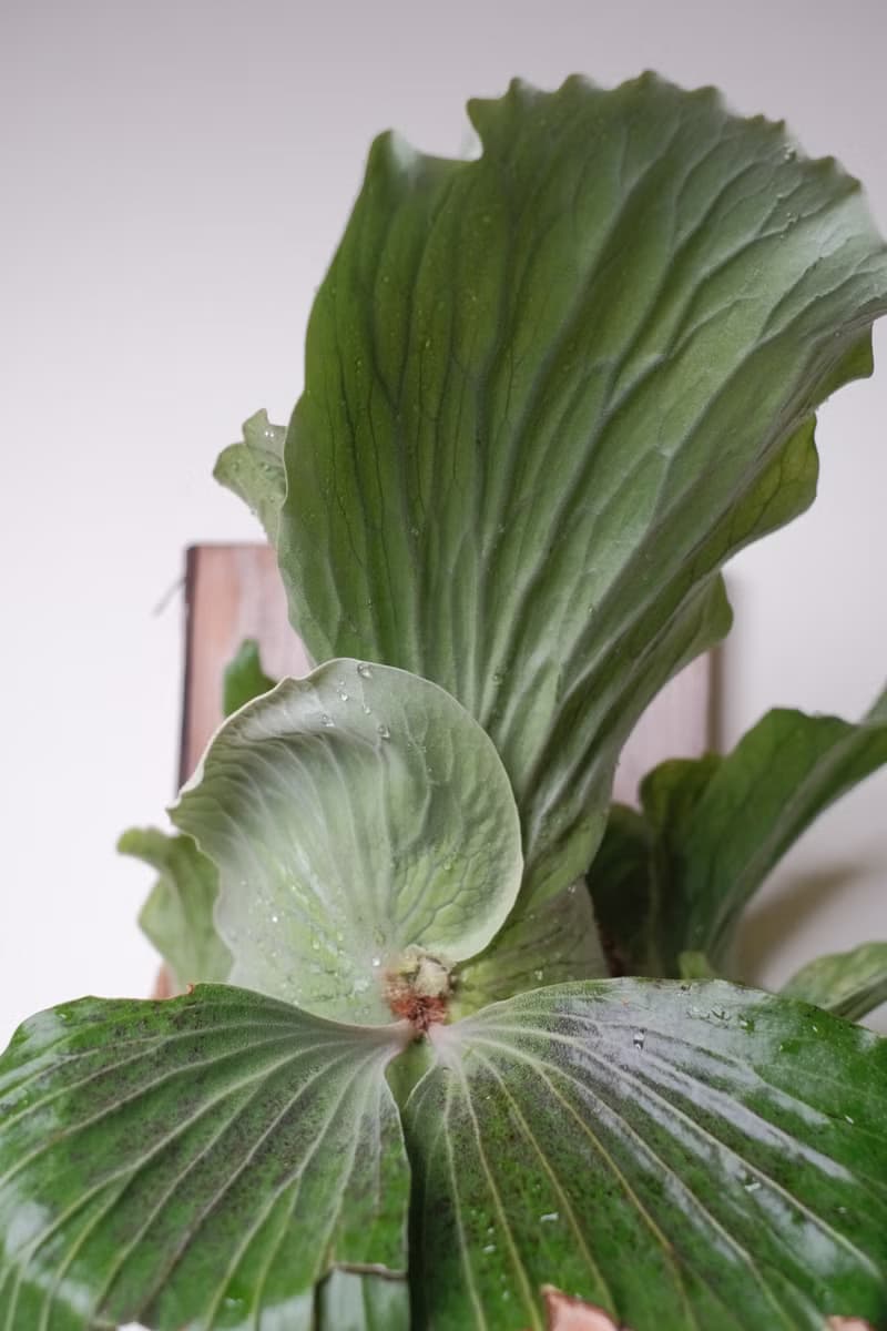 象耳鹿角蕨/鹿角蕨