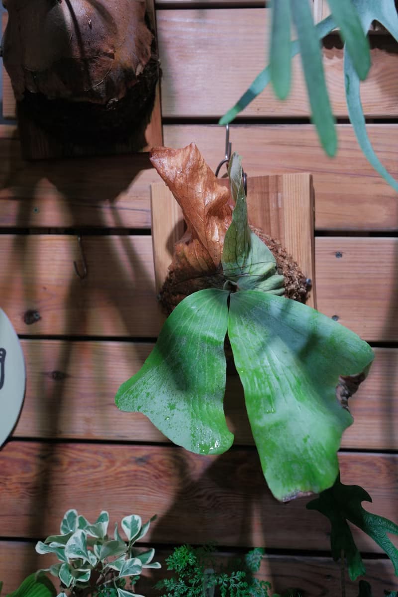 象耳鹿角蕨/鹿角蕨