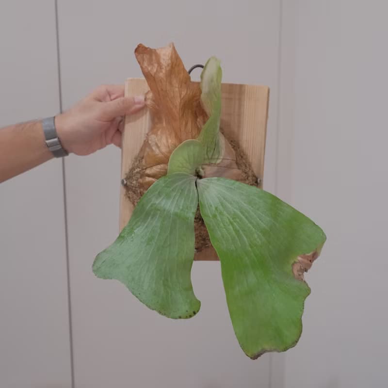 象耳鹿角蕨/鹿角蕨