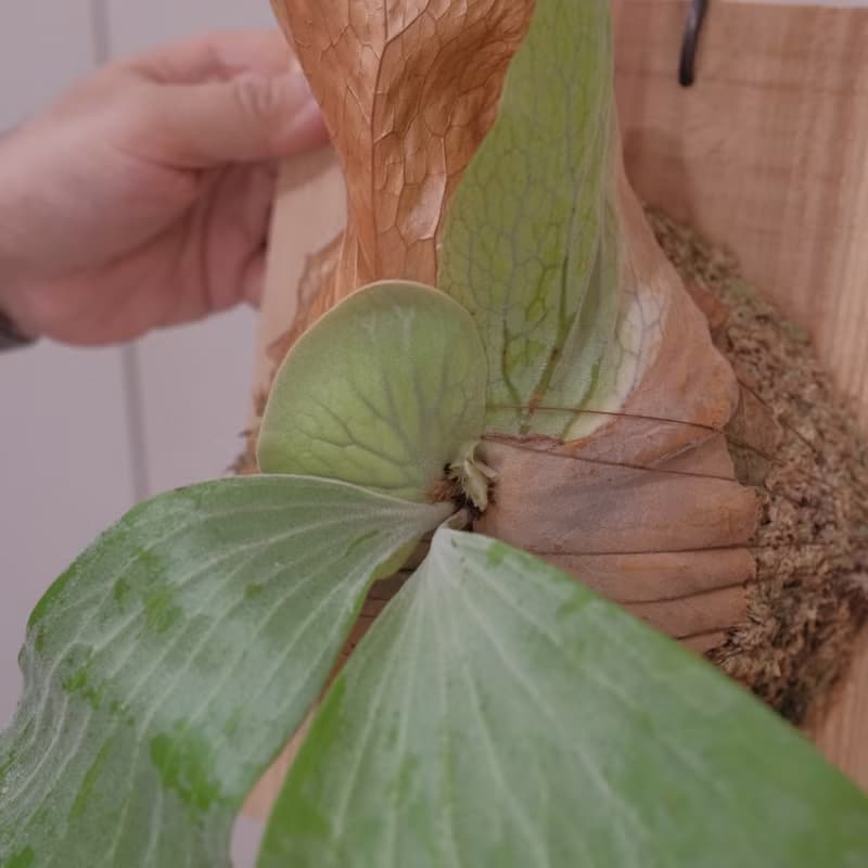 象耳鹿角蕨/鹿角蕨