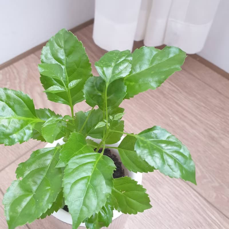 進財樹盆栽 自動吸水設計 招財風水首選