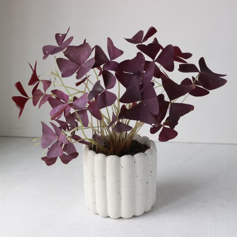 植栽 盆栽 l 紫色酢醬草  手指餅乾水泥盆 (中盆)  蝴蝶翅膀葉片