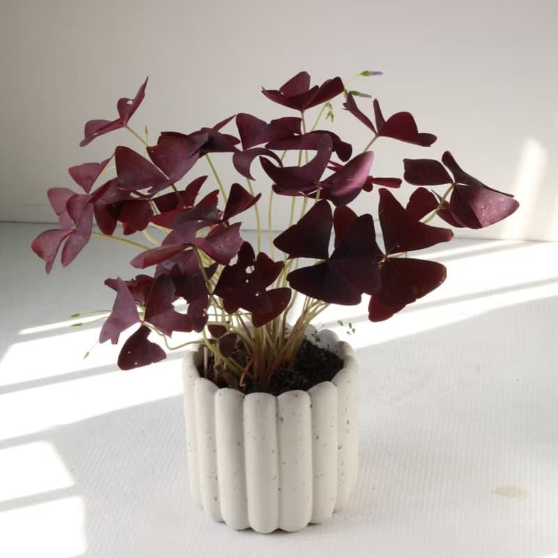 植栽 盆栽 l 紫色酢醬草  手指餅乾水泥盆 (中盆)  蝴蝶翅膀葉片