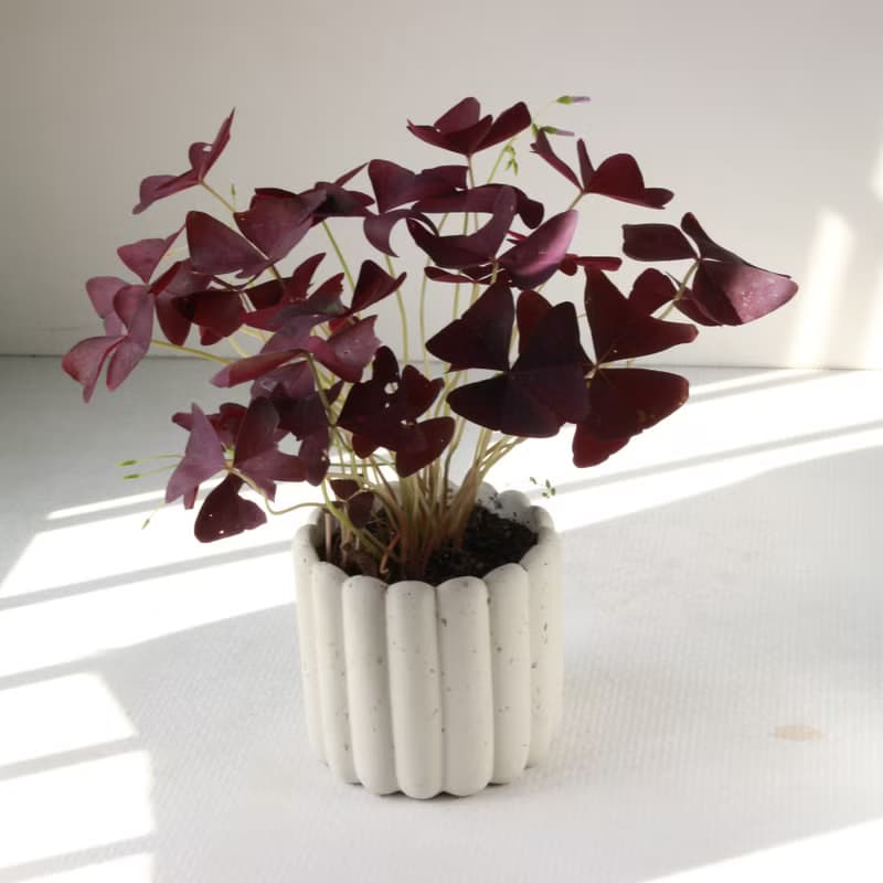 植栽 盆栽 l 紫色酢醬草  手指餅乾水泥盆 (中盆)  蝴蝶翅膀葉片