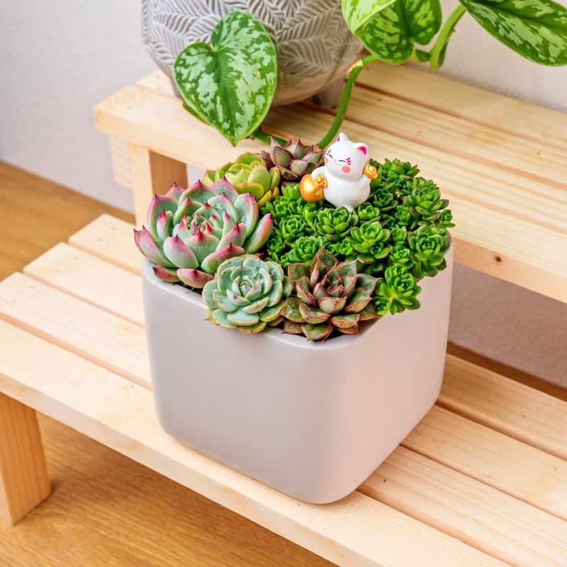 多肉組盆 正方形灰色盆器 桌上型盆栽 開幕送禮 喬遷禮物 植栽 盆