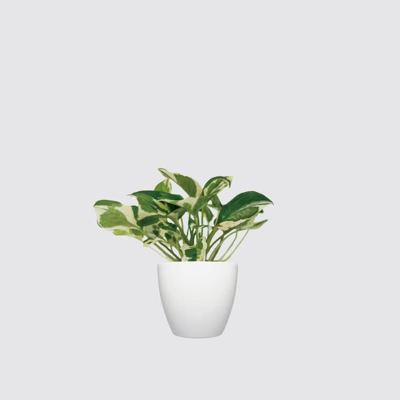 │犀力系列 │日本白金葛 - 水耕植物 室內盆栽 自動補水