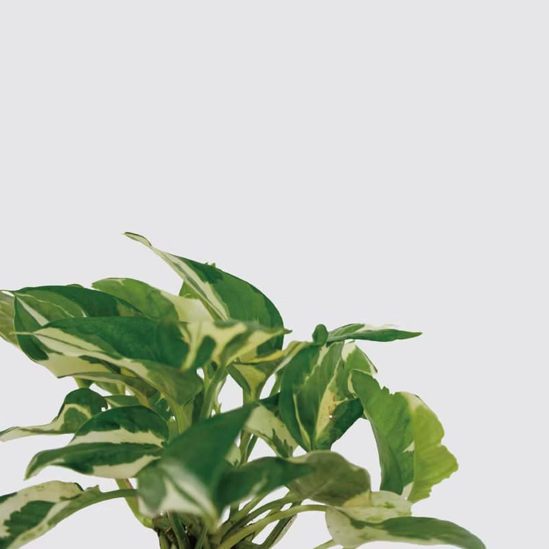 │犀力系列 │日本白金葛 - 水耕植物 室內盆栽 自動補水
