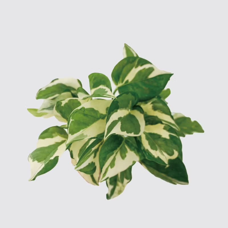 │犀力系列 │日本白金葛 - 水耕植物 室內盆栽 自動補水