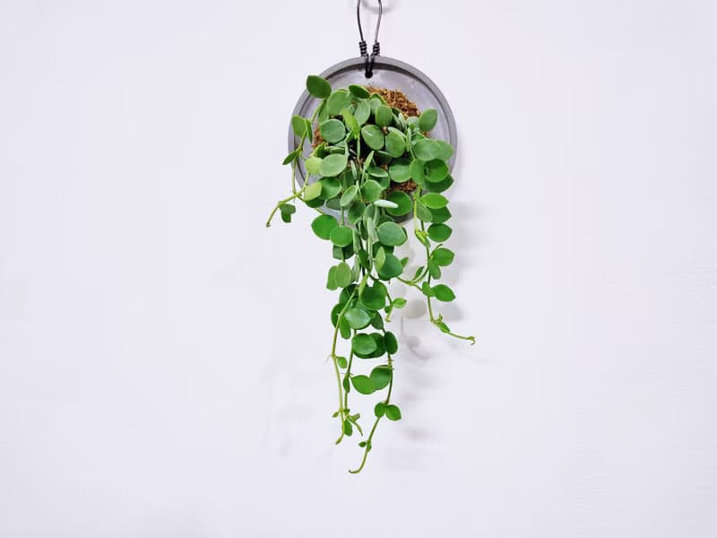 串錢藤│水泥上板植栽│室內植物│窗邊植物│觀葉植物