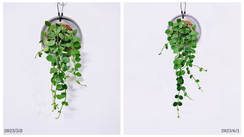 串錢藤│水泥上板植栽│室內植物│窗邊植物│觀葉植物