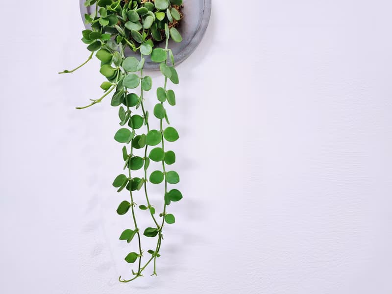 串錢藤│水泥上板植栽│室內植物│窗邊植物│觀葉植物