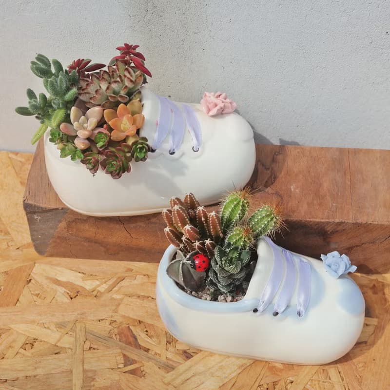 【荳荳多肉】【可愛造型鞋組合(大)】喬遷│送禮│升遷│多肉植物