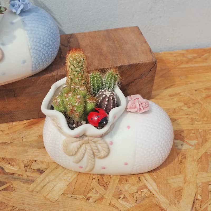 【荳荳多肉】【可愛造型鞋組合(大)】喬遷│送禮│升遷│多肉植物